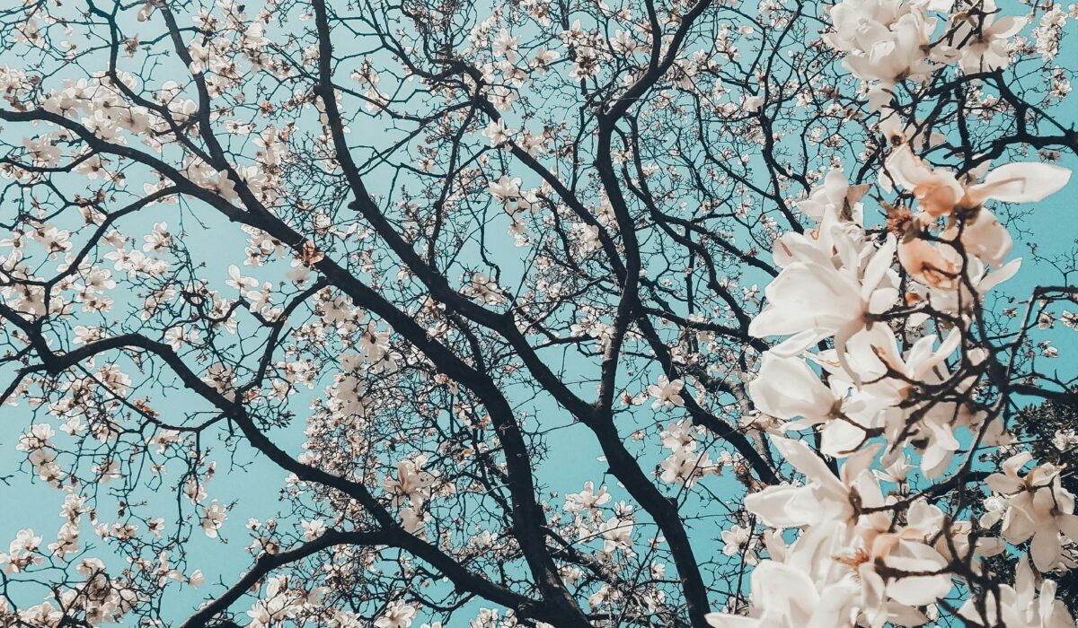 meric-dagli-7NBO76G5JsE-unsplash