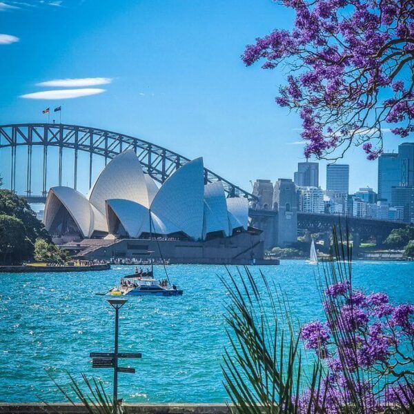 Jacaranda Street Sydney_ Find The Purple Flowers In Kirribilli!