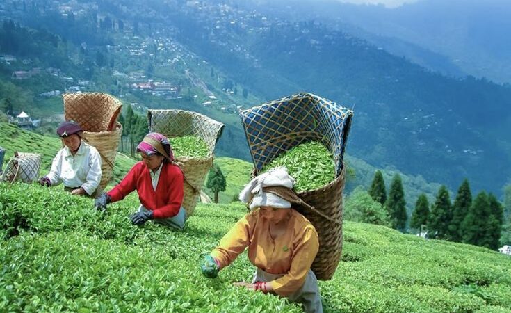 Darjeeling Tea - garden